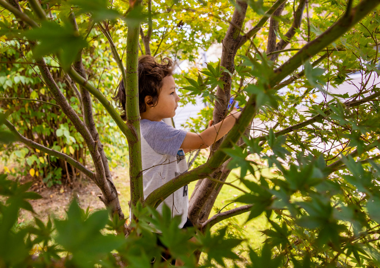 a little boy enjoys a view from a tree