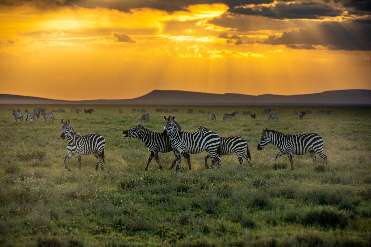 Serengeti Safari  zebras 