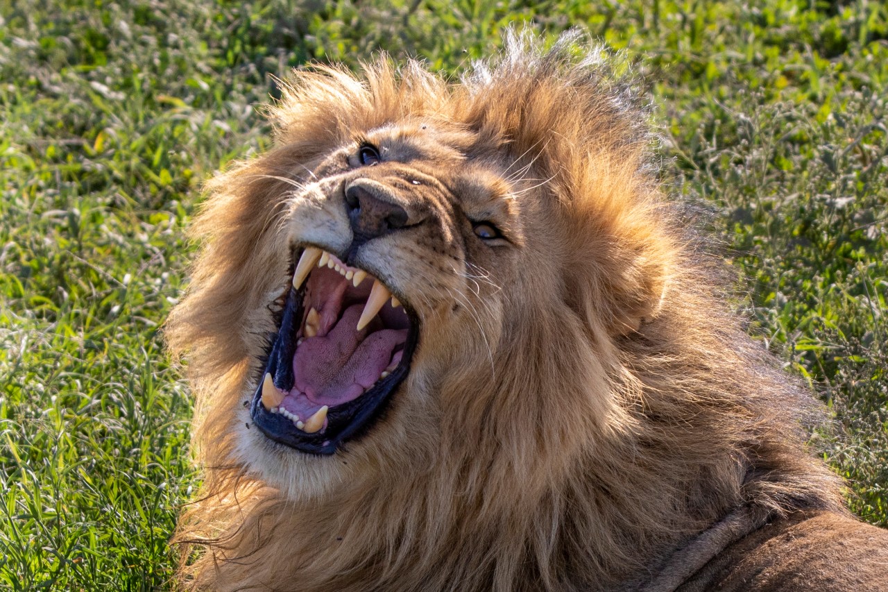 Lion Serengeti Tanzania 