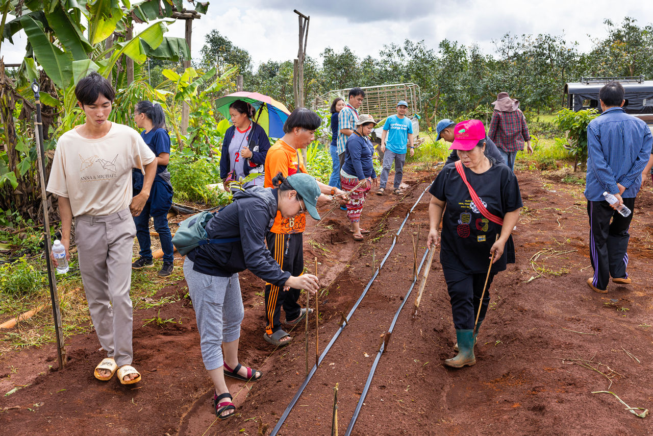 people securing irrigation tubes on farm