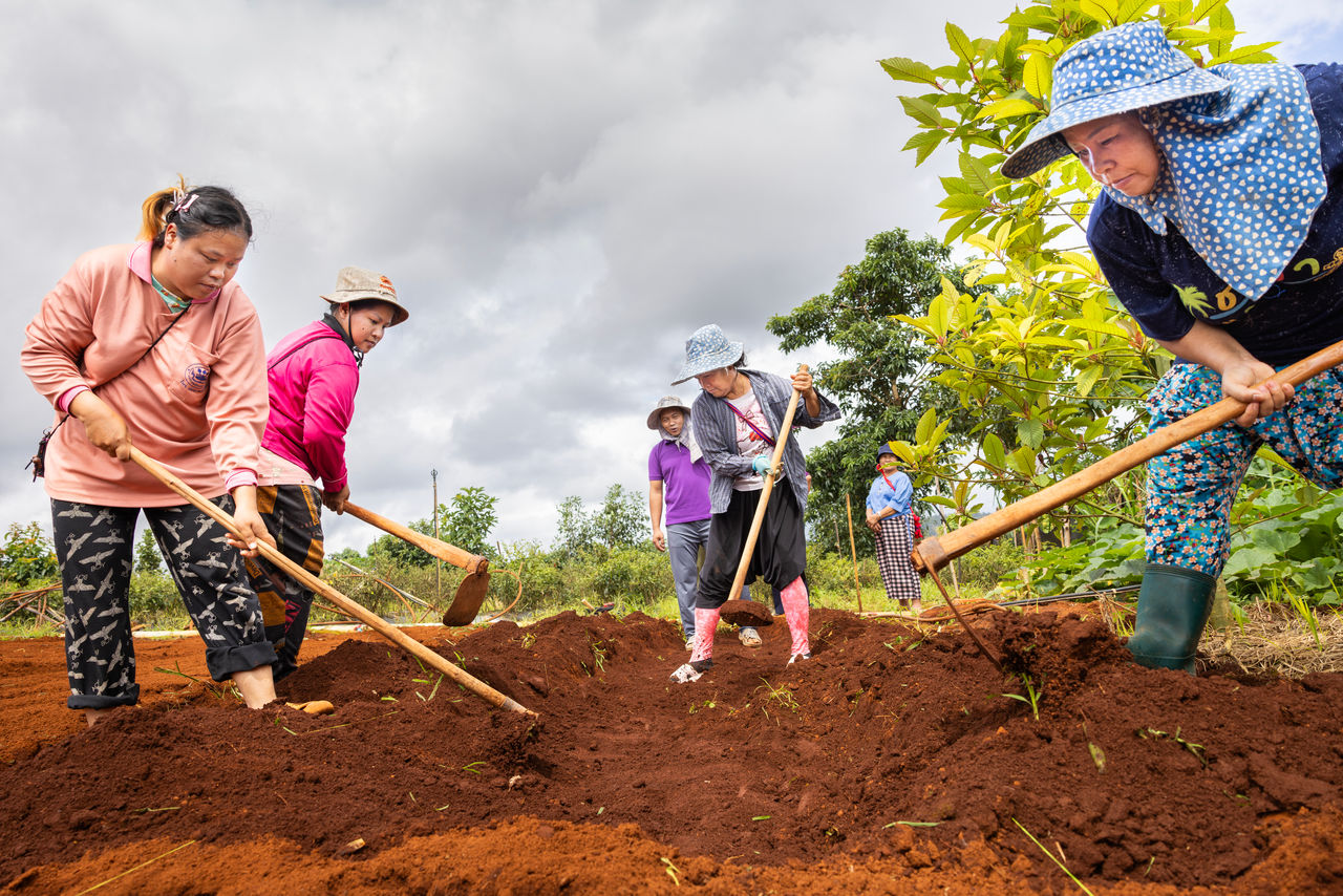 people digging a trench for farming