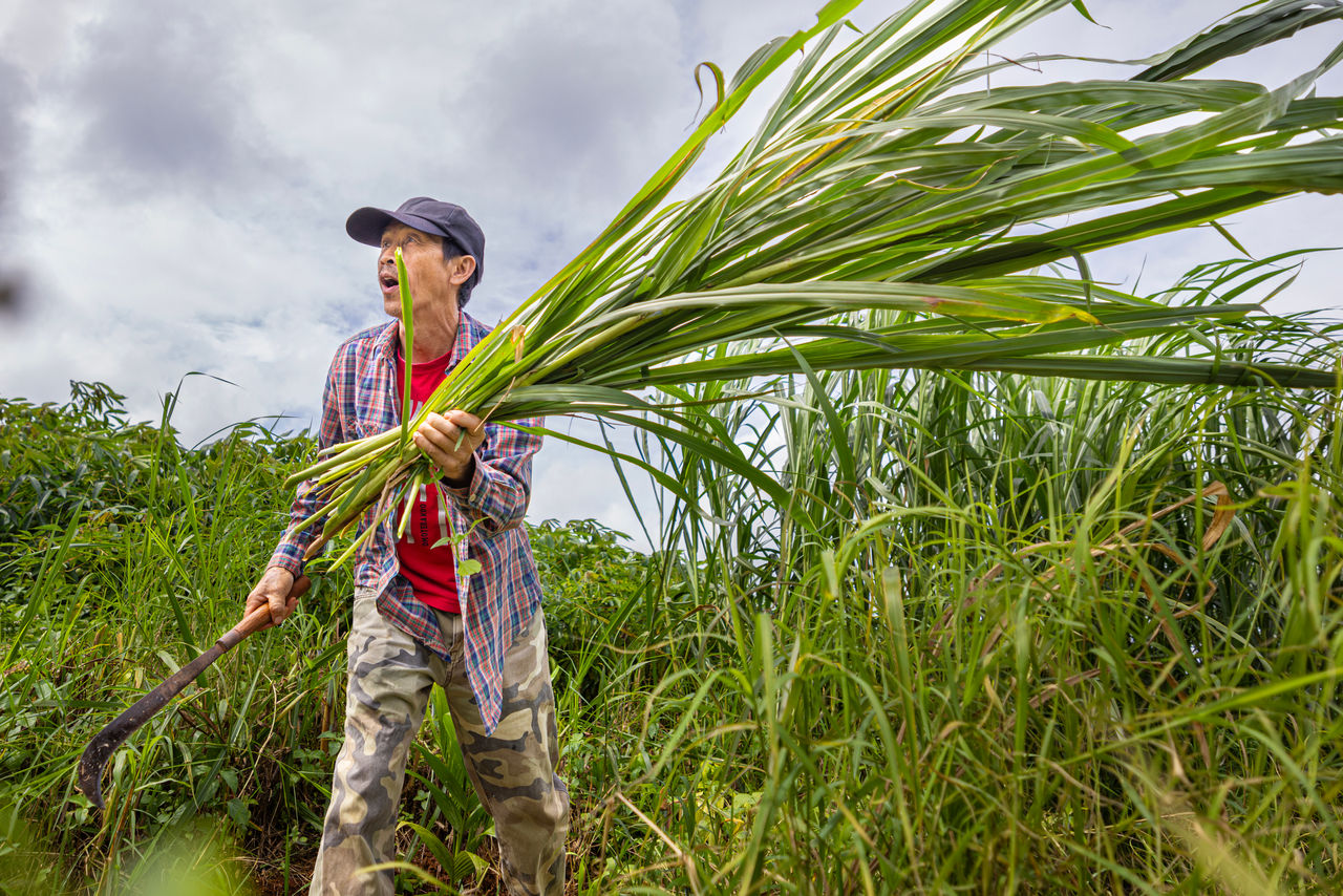 person carrying reeds on a farm