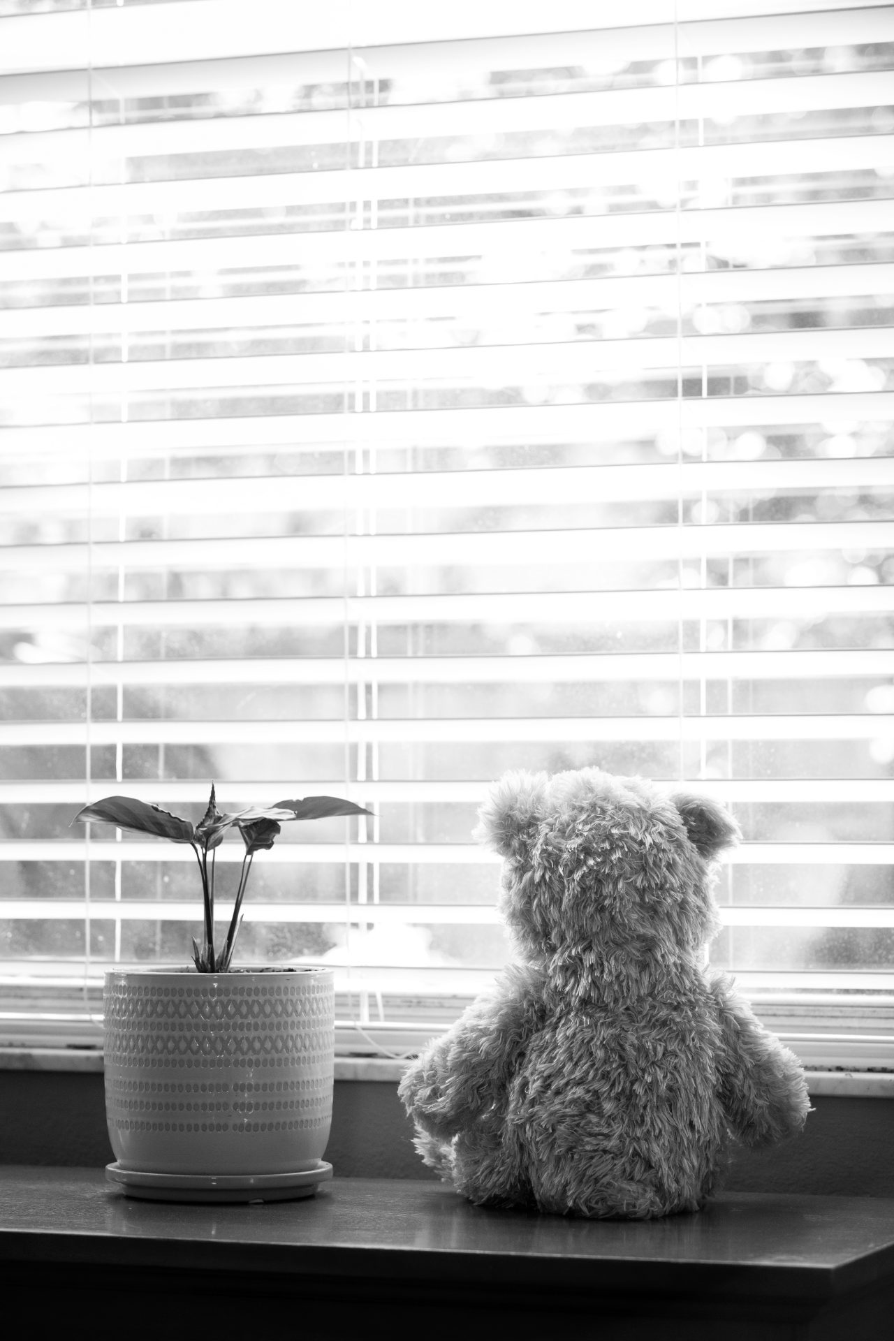 Teddy Bear